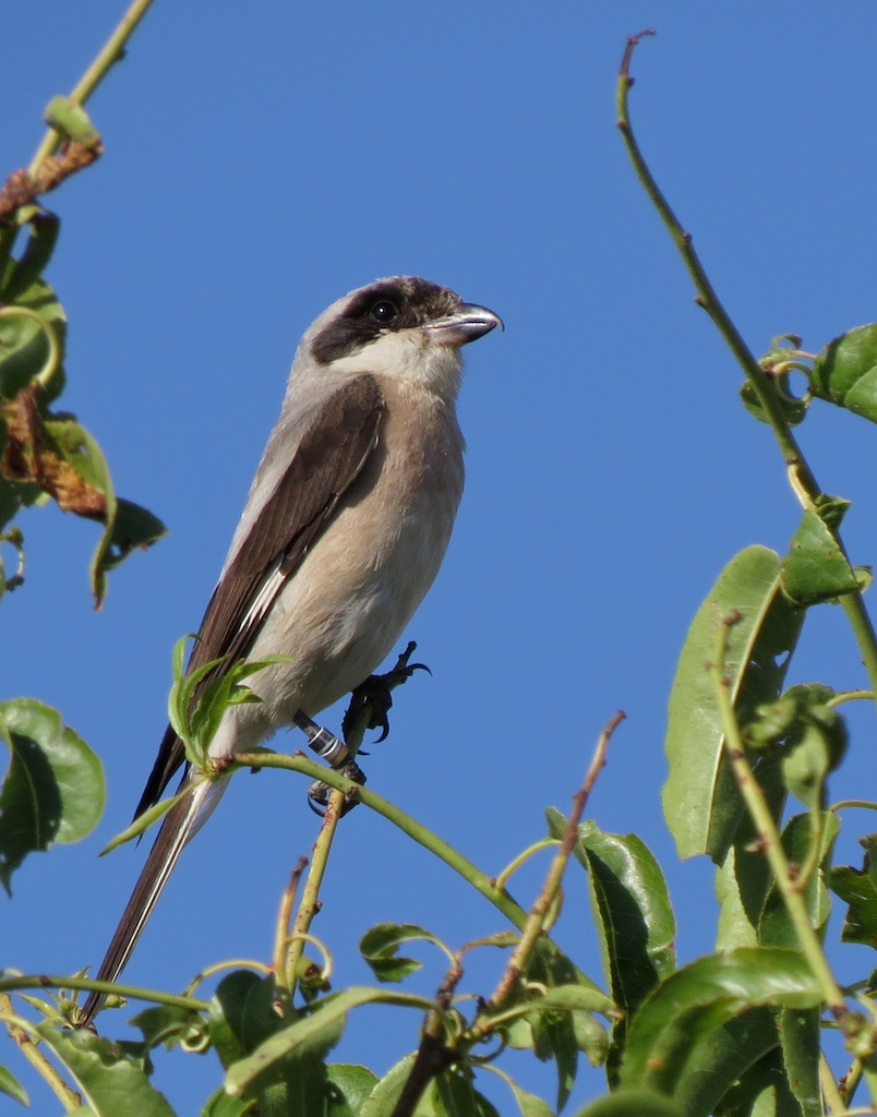 Actuaciones de conservación del alcaudón chico en España 2014