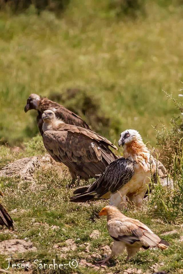 Aves necrófagas