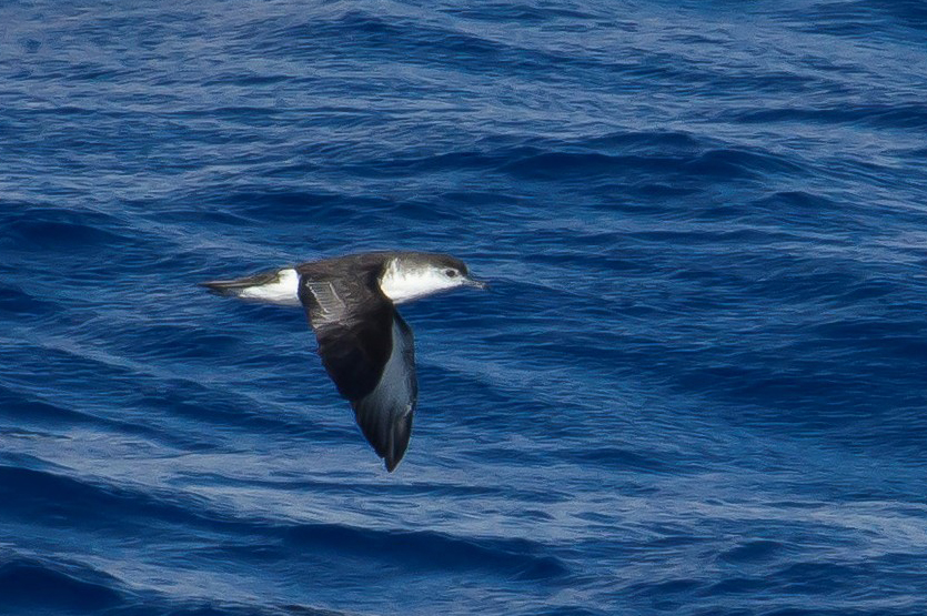 Canarias con la Mar II