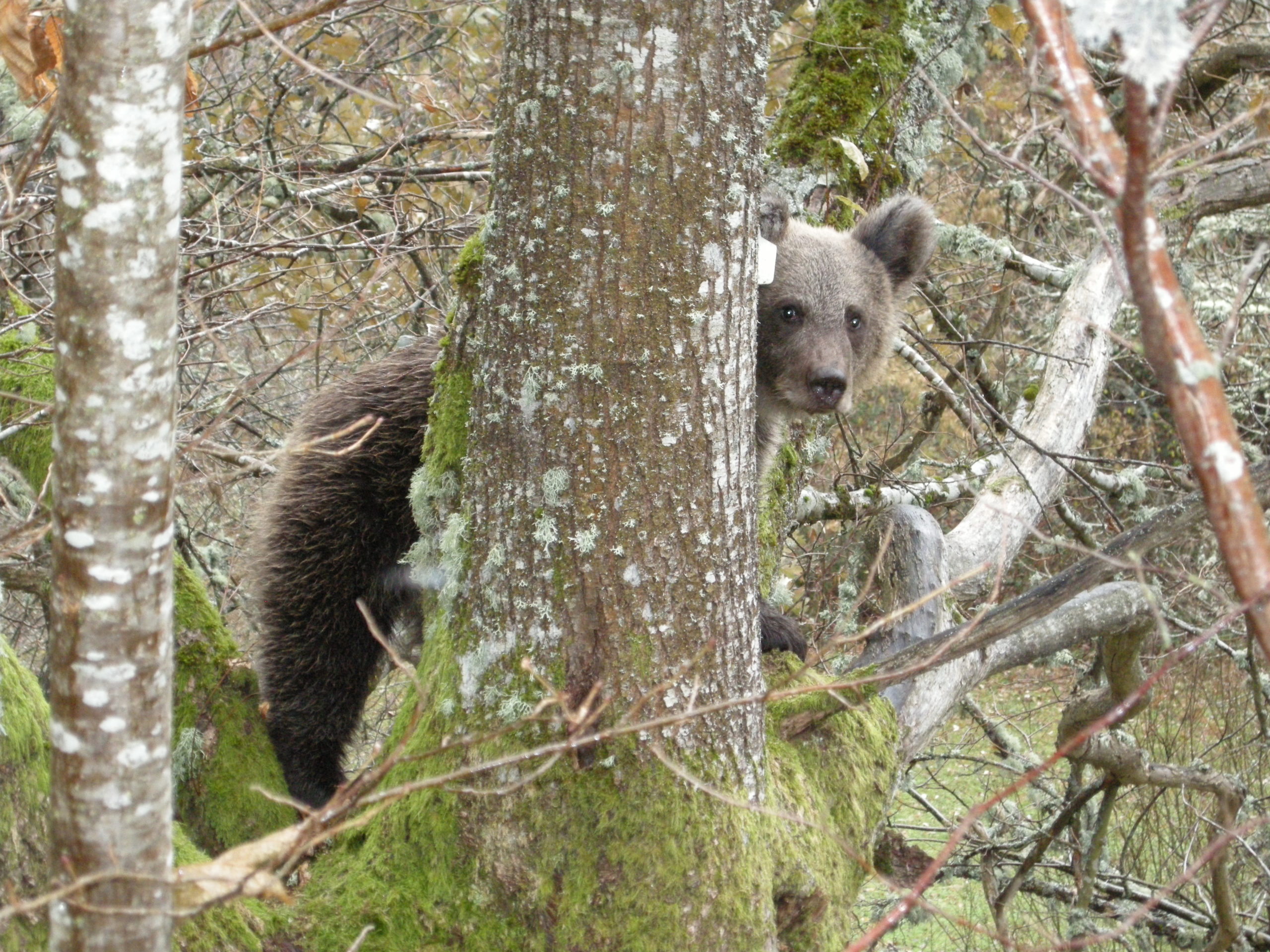 La población de osos en la cordillera Cantábrica supera los 200 ejemplares