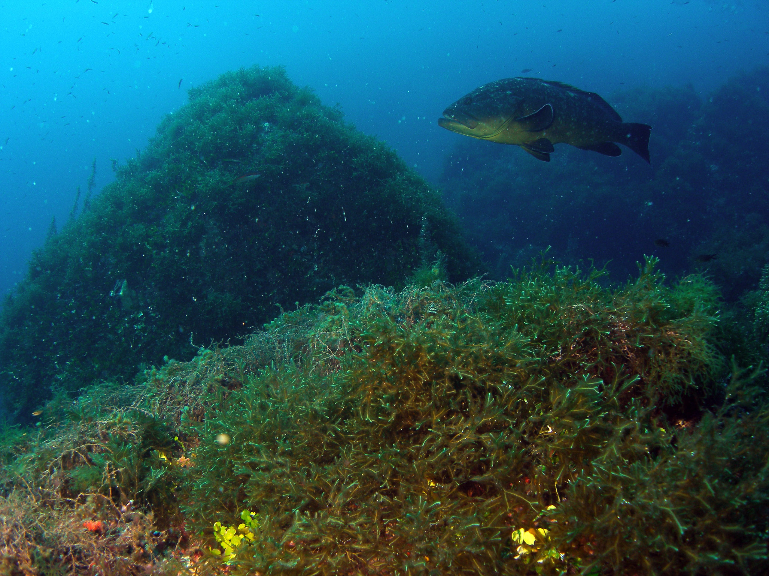 fundacion biodiversidad indemares