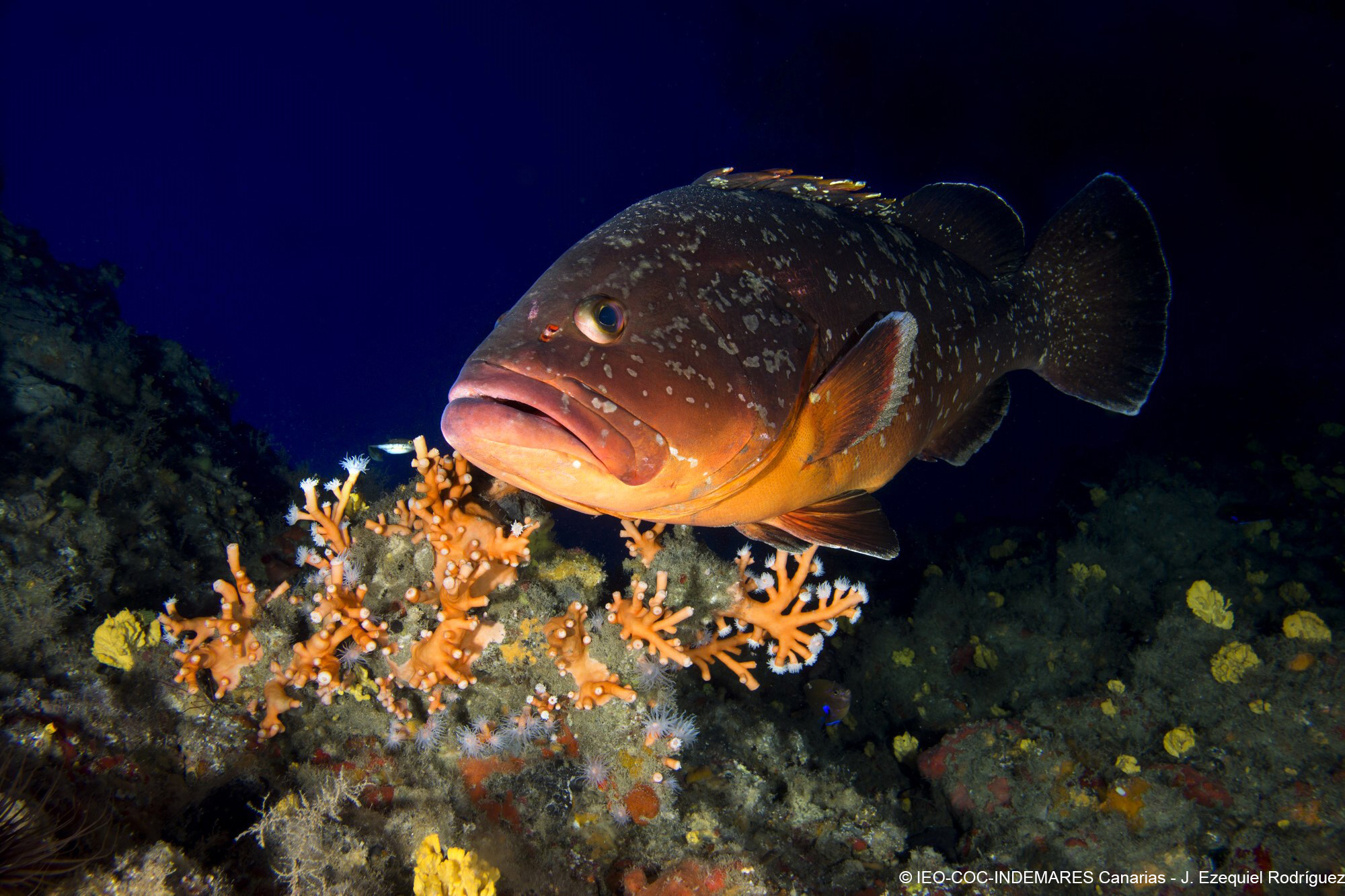 Dendrophyllia_&_Epinephelus