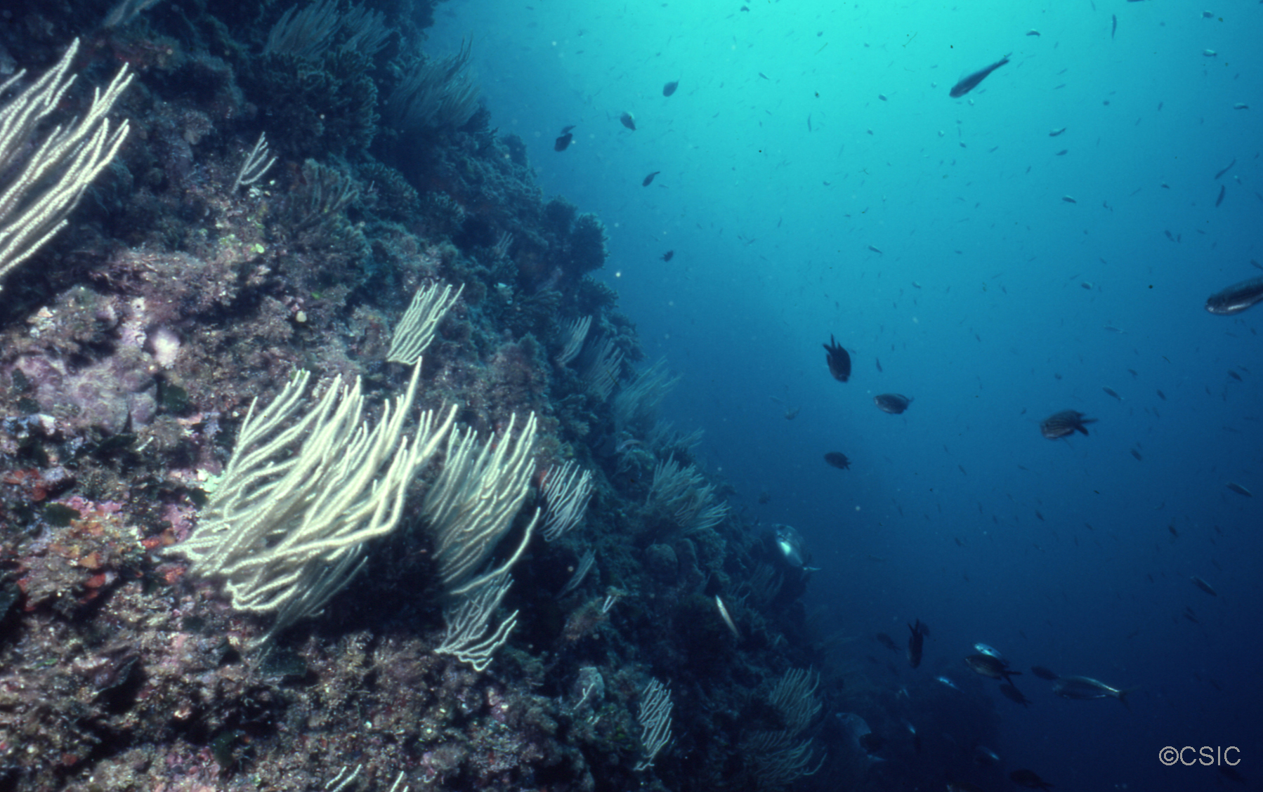 El Canal de Menorca alberga cerca de 1.600 especies, 58 de ellas protegidas