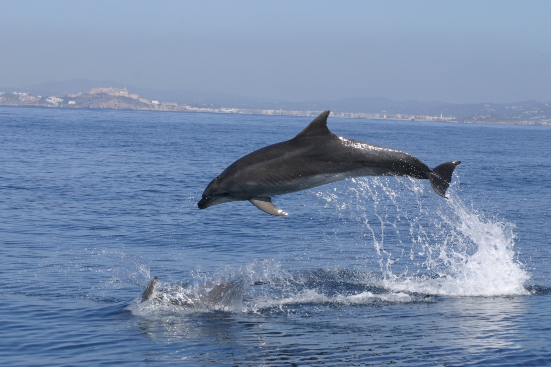 Modelización ESpacio/TEmporal de la presencia de cetáceos para el diseño de áreas MARinas protegidas (ESTEMAR)