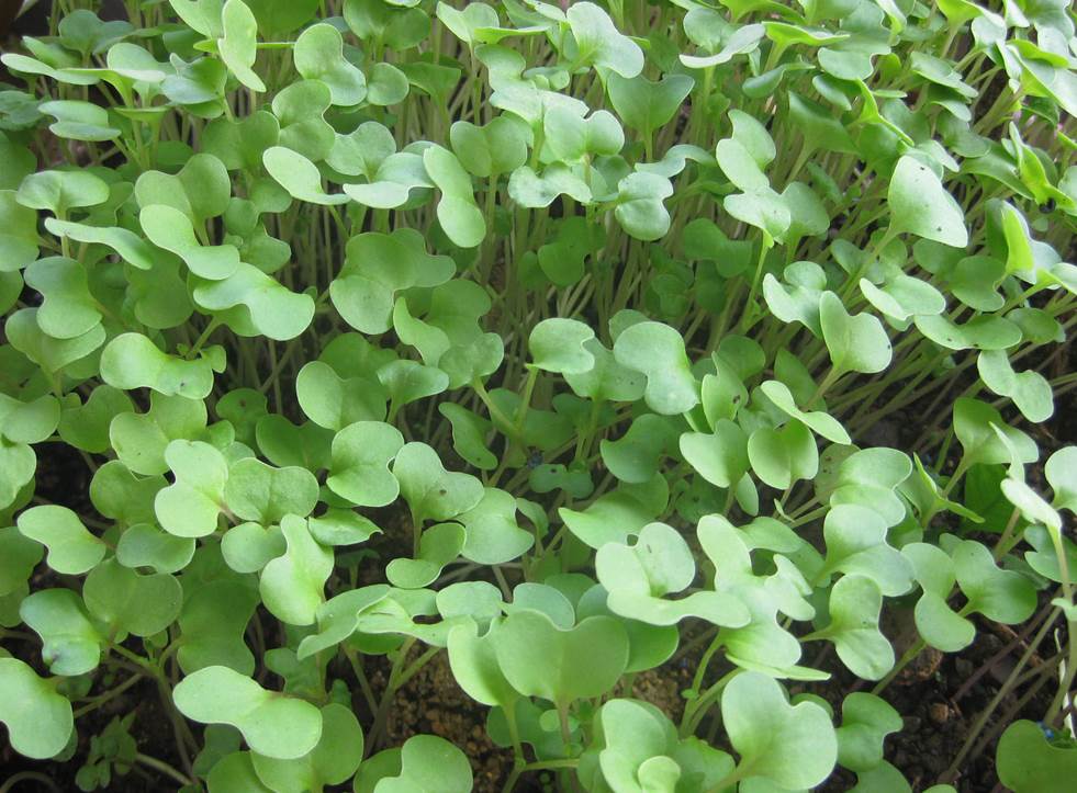 aceite colza biodiésel GEA & GEA