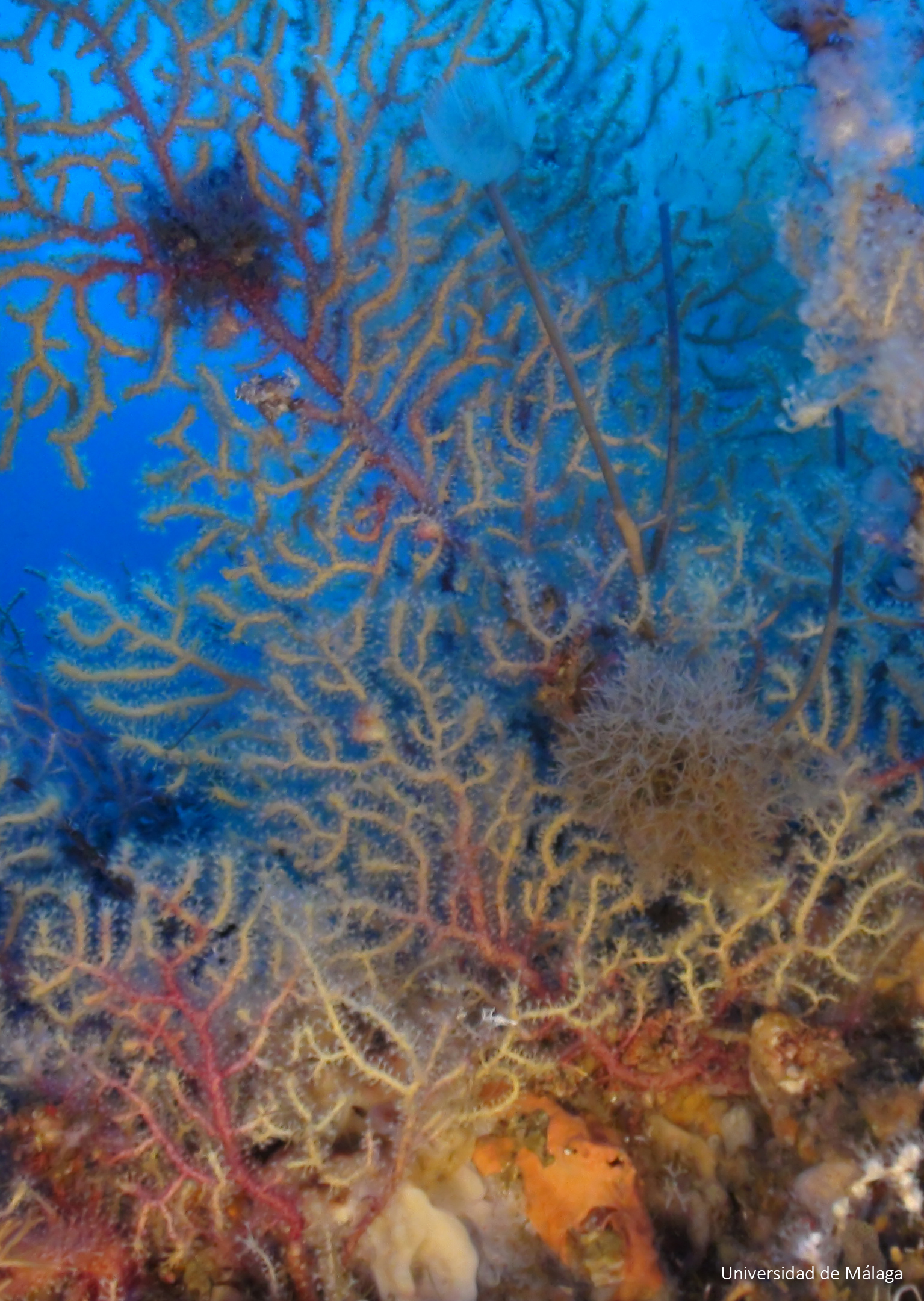 Gorgonias (85 m). Universidad de Málaga