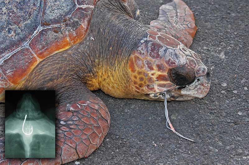 tortuga, proyecto Pitmar