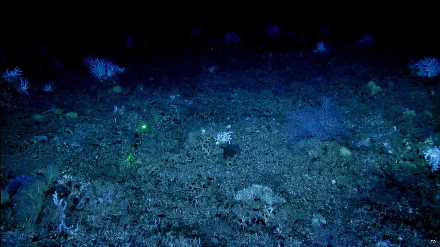 corales_en_Gazul_fuente_IEO