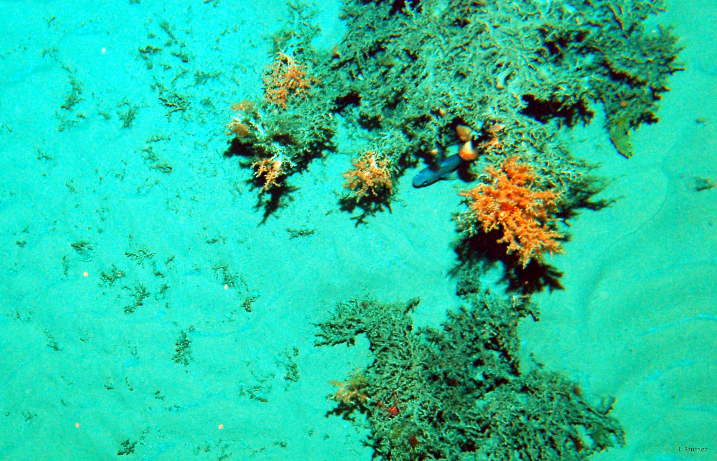 Corales sobre arenas