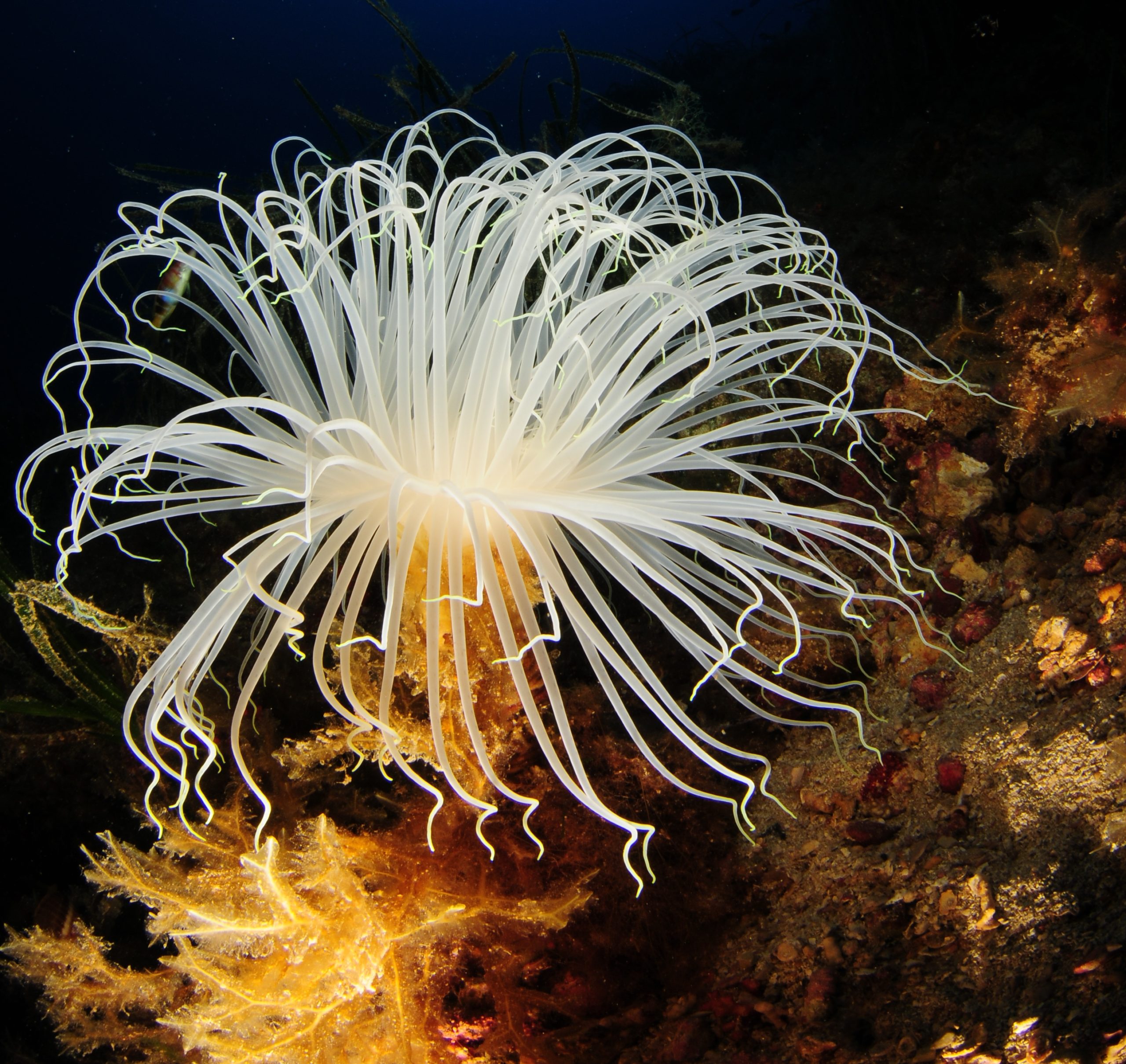proyecto intemares sobre gestión de la red natura 2000 en el medio marino