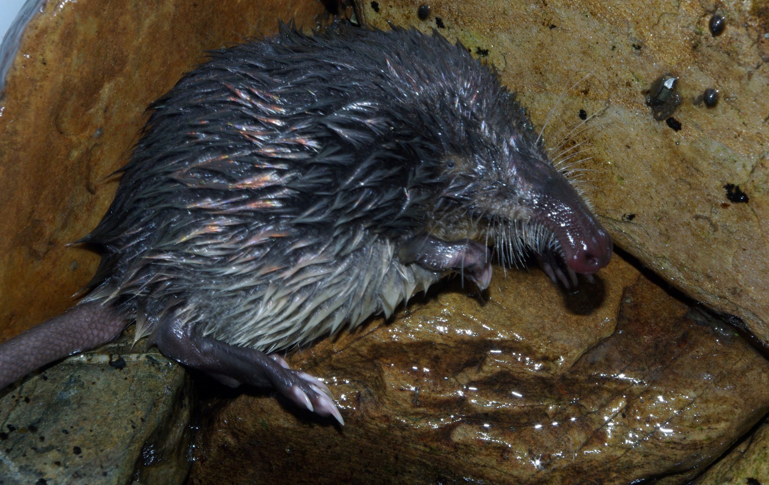 ejemplar de desmán ibérico