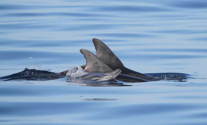 Canarias con la Mar: conservación de cetáceos y aves marinas en Canarias