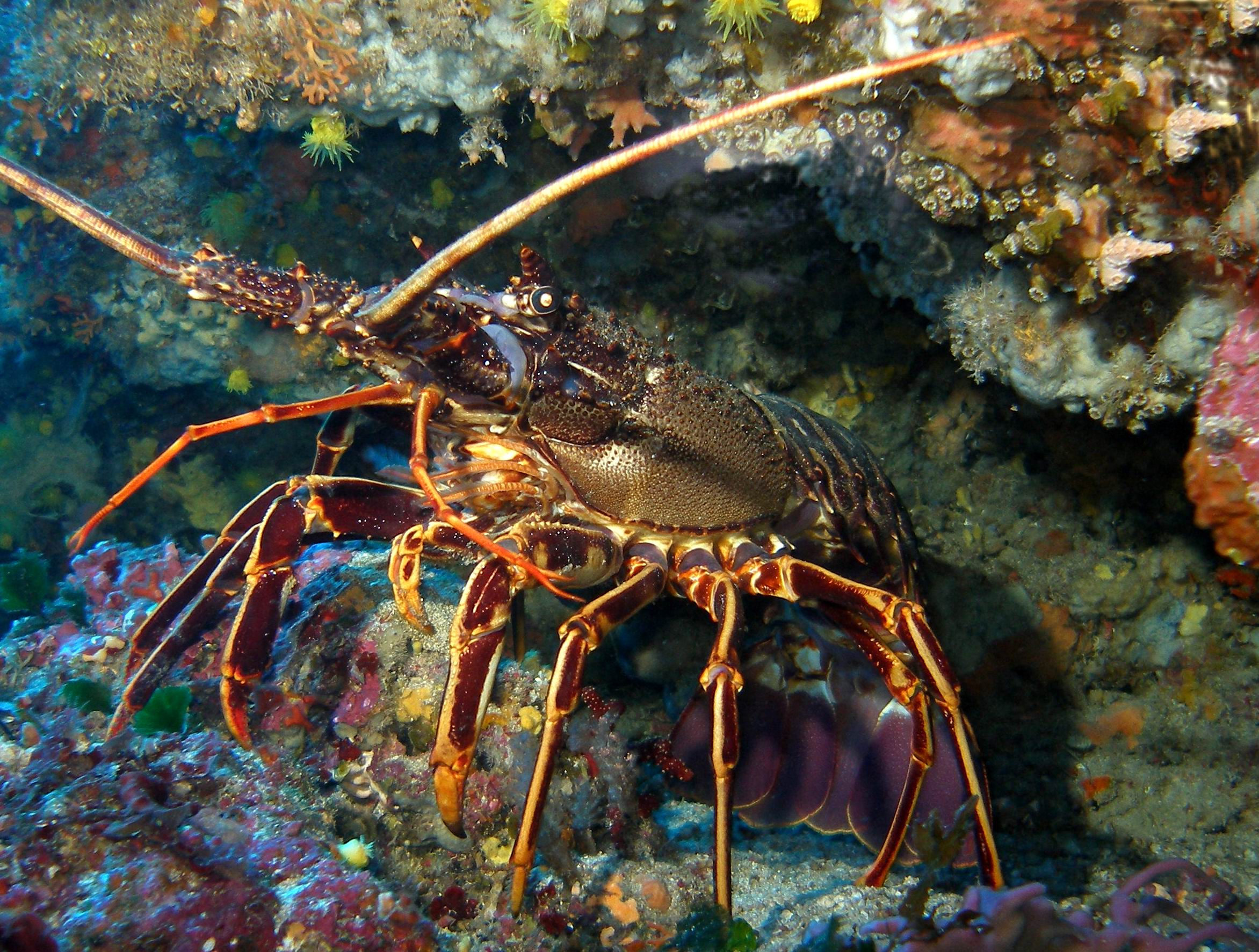 Pesca Artesanal Archivos Fundación Biodiversidad