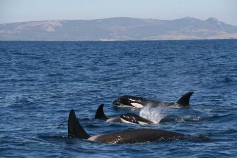Ejemplares de orca.