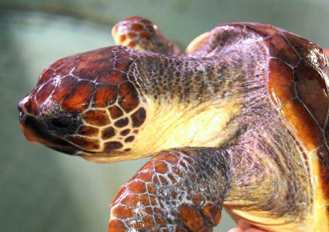 Ejemplar de tortuga boba.