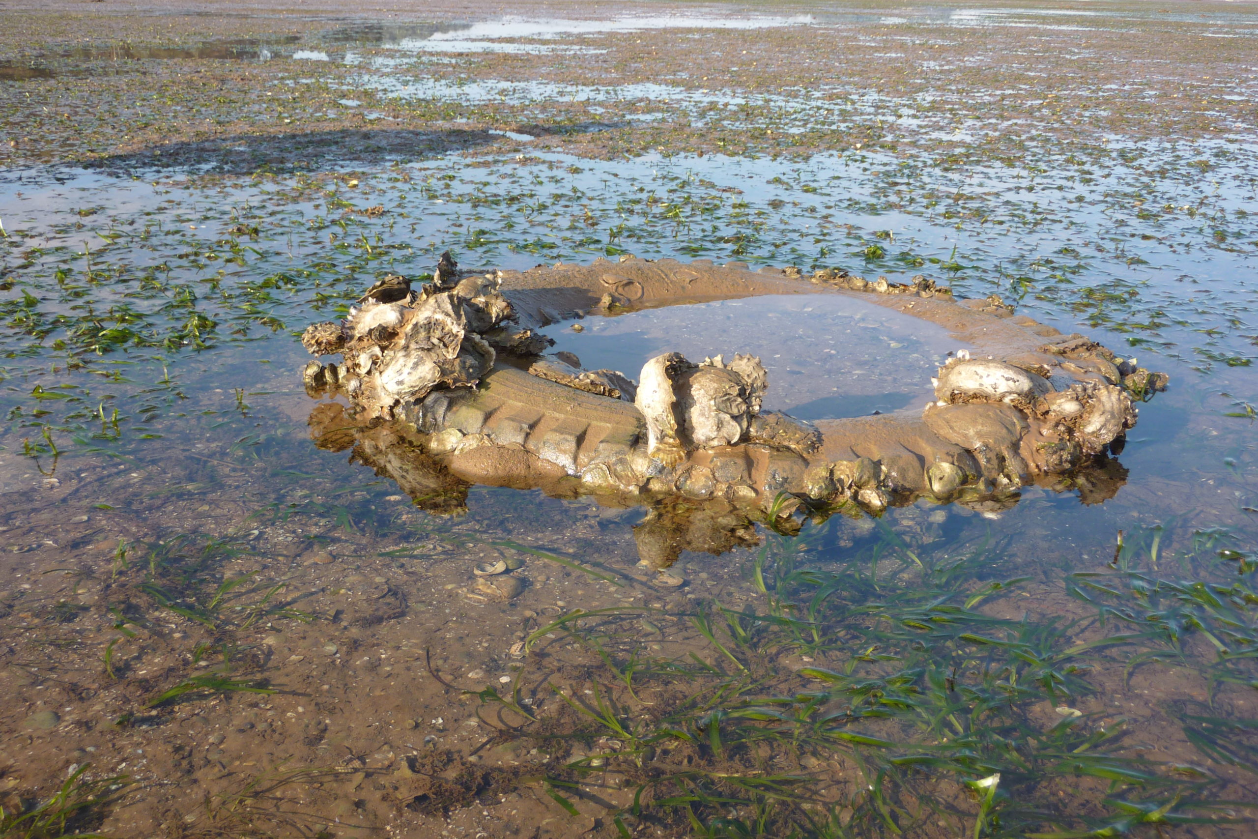 “Modelado de las zonas de acumulación de basura marinas en Lugares de Importancia Comunitaria (LIC) del litoral de Cantabria”