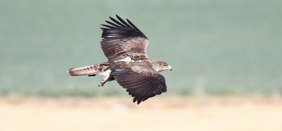 Red Bonelli. Recuperación de las poblaciones de águila-azor perdicera en el mediterráneo occidental