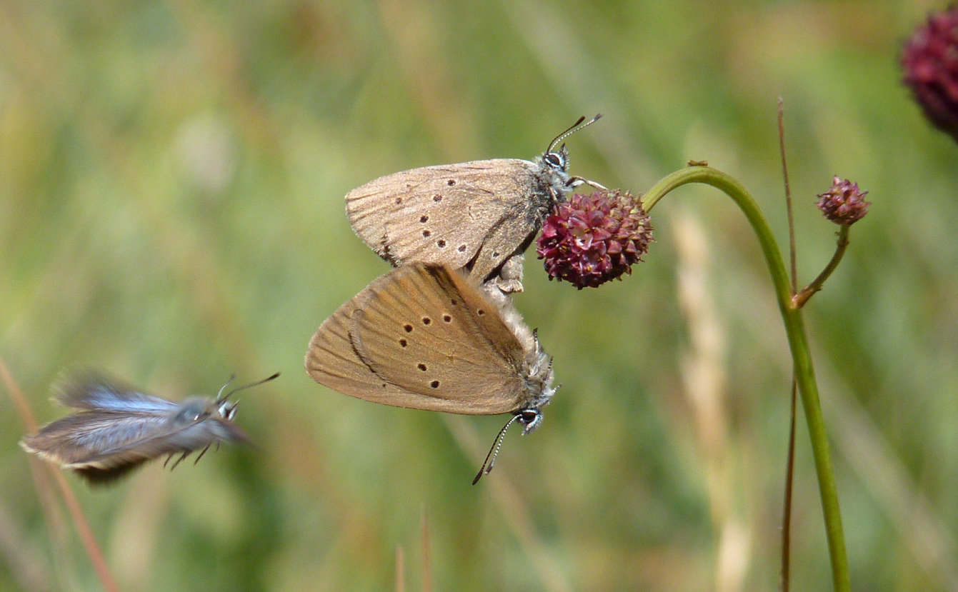 mariposa-hormiguera-phengaris-nausithous