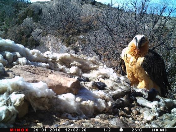 quebrantahuesos-gypaetus-barbatus_0