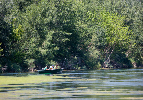 rio-ebro-migratoebre