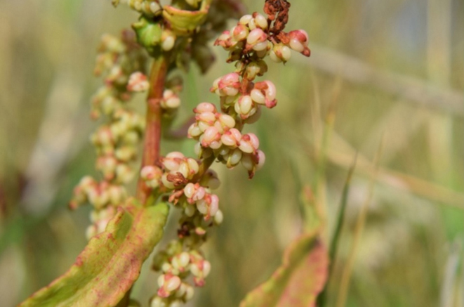 rumex-rupestris-miguel-serrano