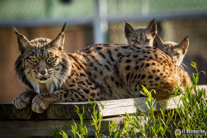 Primeros partos de lince ibérico dentro del programa de Conservación ex situ de la especie