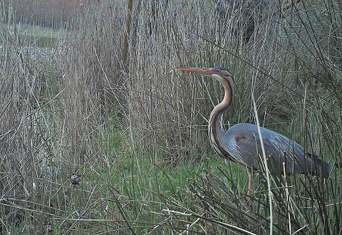 purple-heron-ardea-purpurea