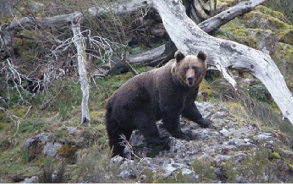 foto_oso_portada_informe_life_desfragmentacion_oso