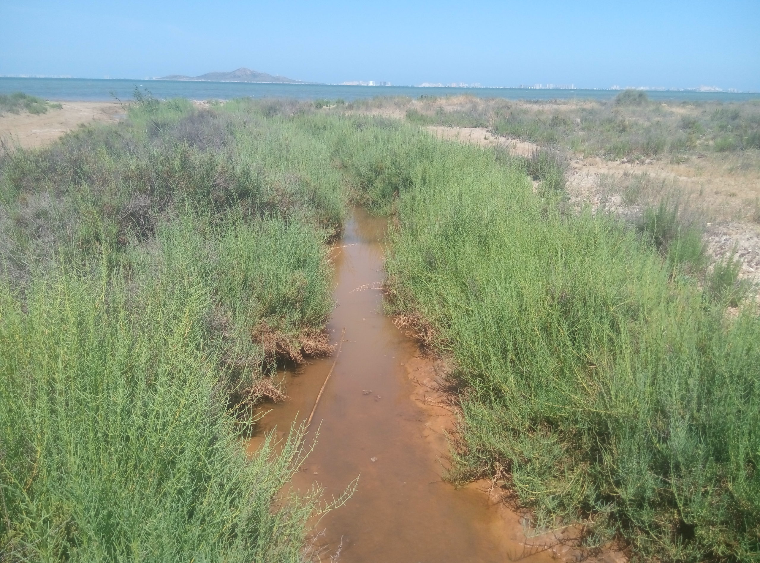 Recuperación de criptuhumedal hipersalino y especies en peligro de extinción en la ribera del Mar Menor