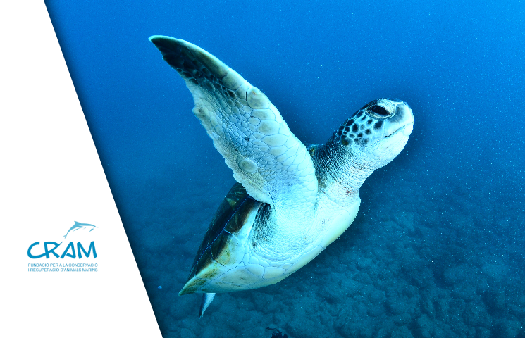 FAVOMAR – Pescadores a favor del mar: acciones para la recuperación y conservación de las diferentes especies de tortuga marina en el área protegida del Delta del Ebro