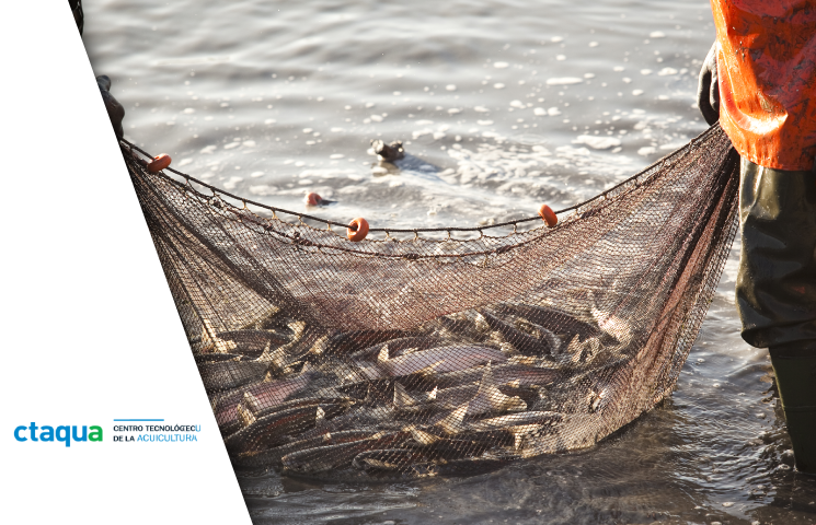 MIMECCA – Desarrollo de medidas de innovación medioambiental para el establecimiento de protocolos para la capacidad de carga que aseguren un desarrollo sostenible de la acuicultura. (MIMECCA).