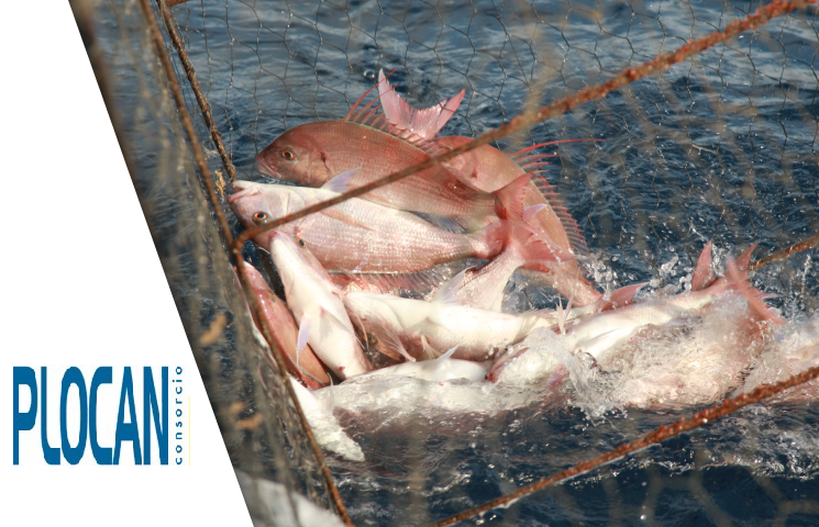 DESPESCA – Monitorización en el banco de ensayos de las Especies Descartadas por la Pesca con Enmalle y Nasa en Gran Canaria
