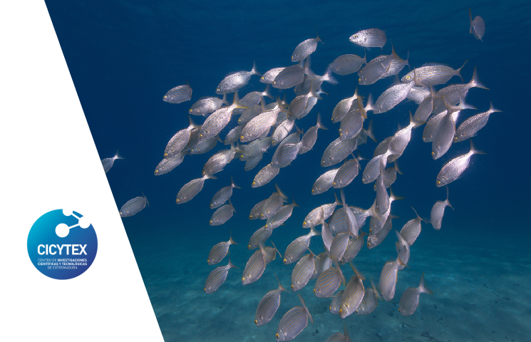 ECOACUI – Gestión sostenible de la acuicultura ecológica: optimización de las estrategias de alimentación en la tencicultura ecológica