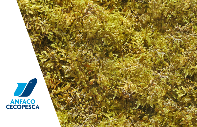 ALGAS – Gestión y valorización de la biomasa de algas desechada en la actividad acuícola