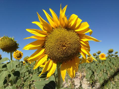 Adaptación sostenible de sistemas agrarios europeos al cambio climático: LIFE AgriAdapt