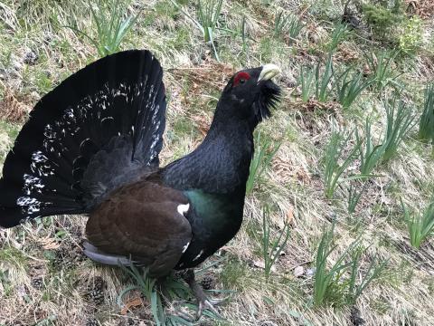 Conservación del urogallo pirenaico