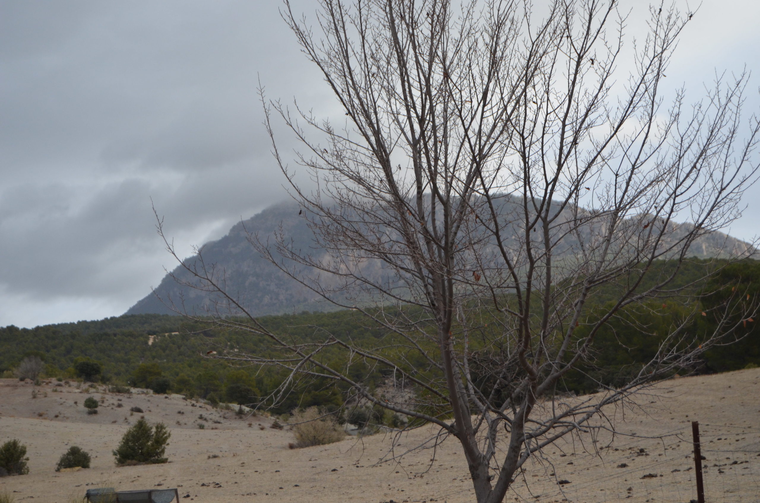 Bosques viejos frente al cambio climático