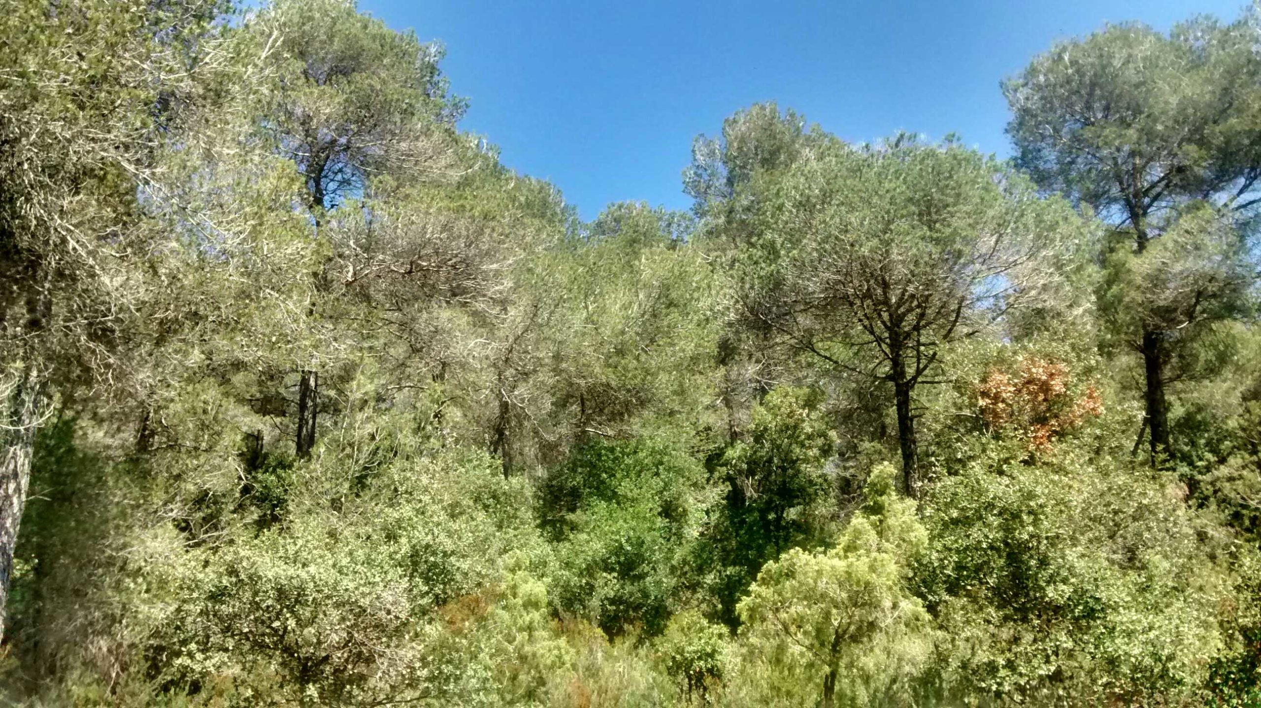 Centro piloto de monitoreo de la biodiversidad de montañas mediterráneas