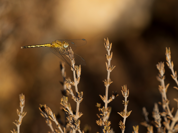 Autor: Pablo Villalain de la Fuente