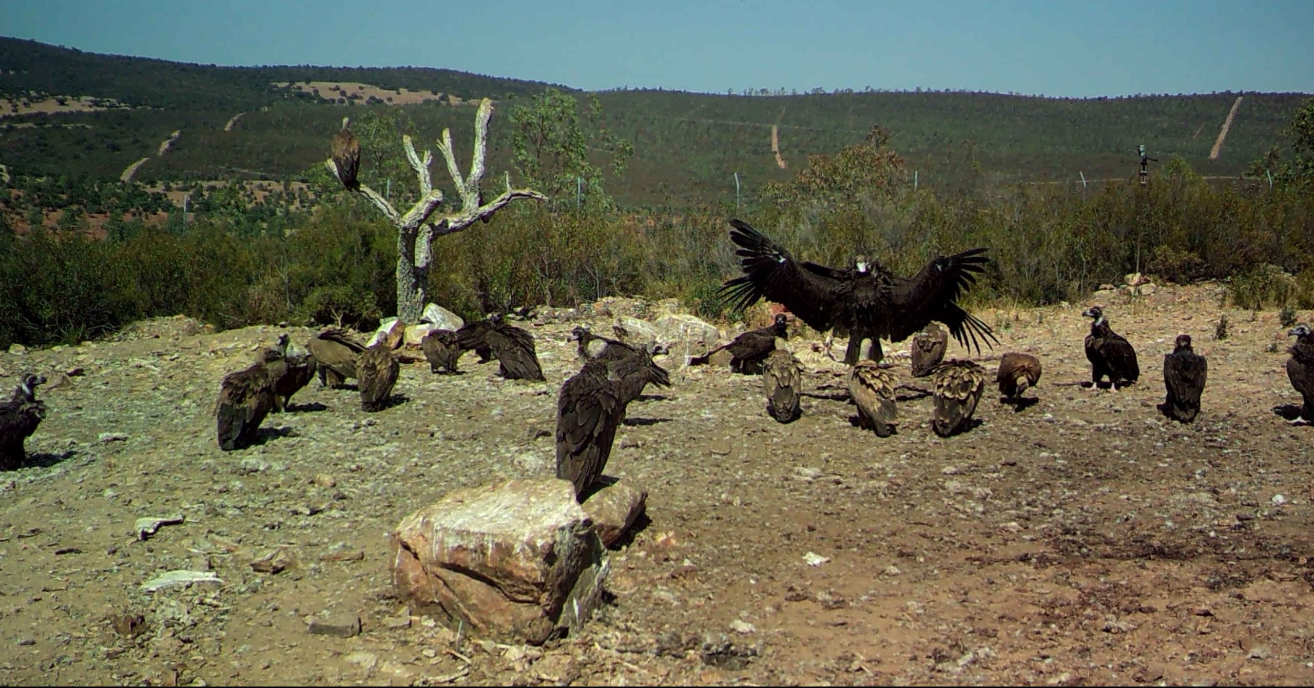 Muladares Sociales 2016 mantiene la conservación de las aves necrófagas