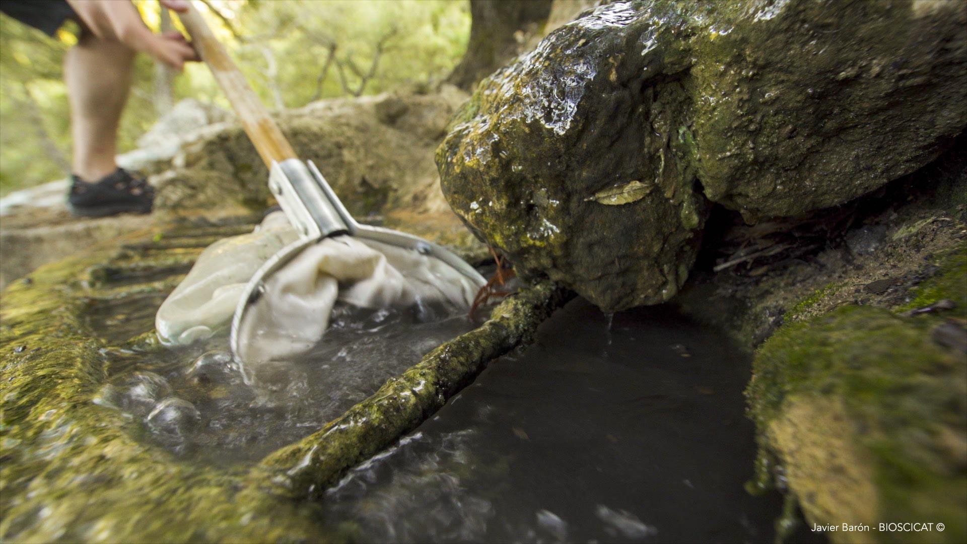 Los sistemas fontinales tienen un importante papel ecológico.