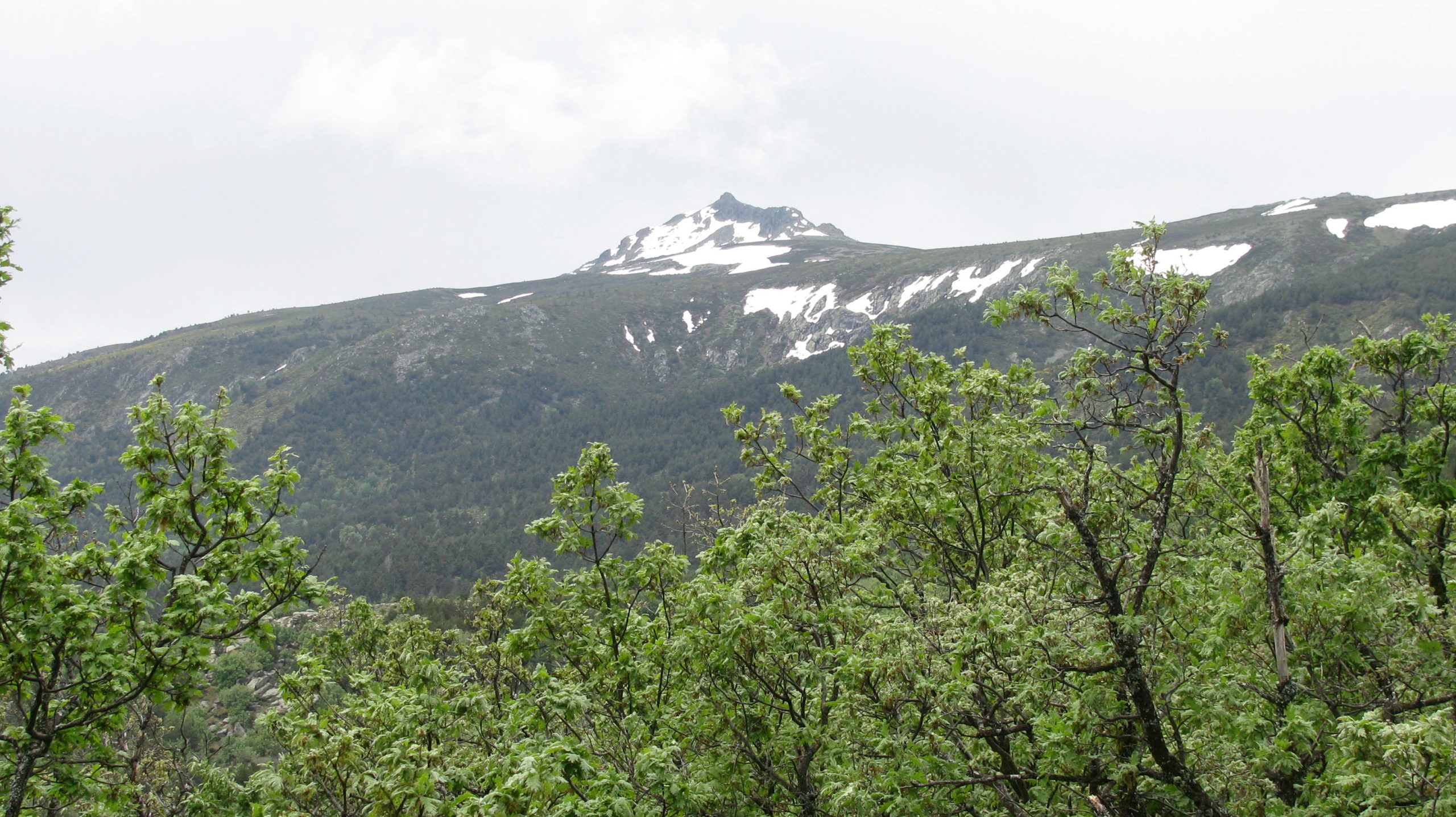 Vegetación en el Parque Nacional de la Sierra de Guadarrama.