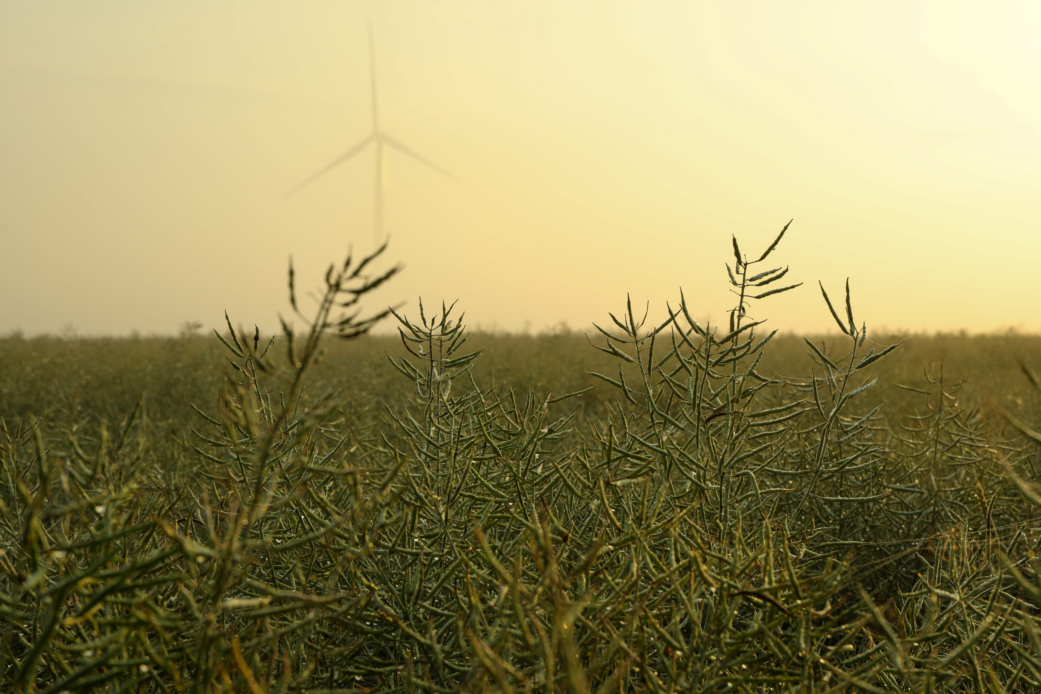 Generación de sinergias para el fomento del empleo en el ámbito del turismo sostenible