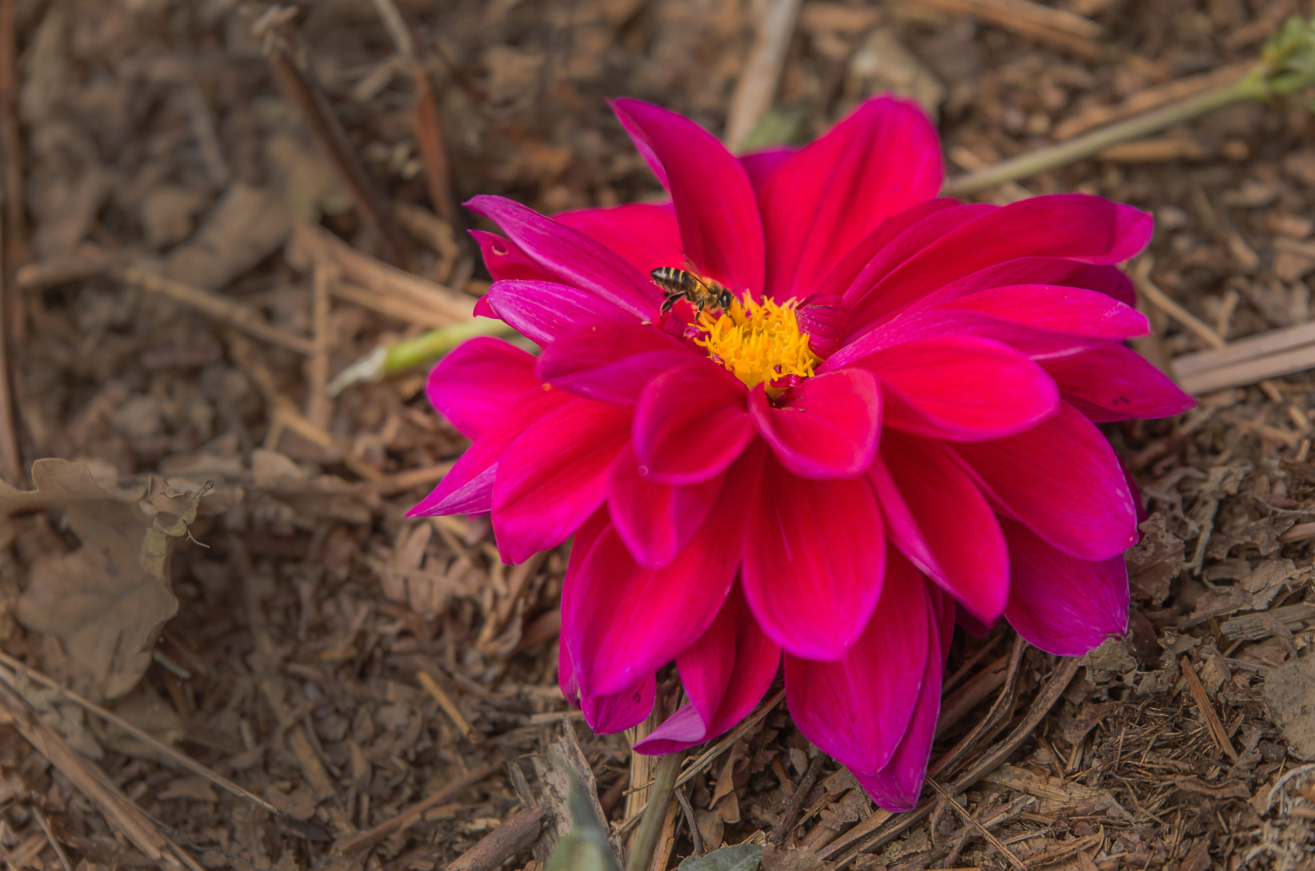 Ejemplar de apis melifera pecoreando en flor.