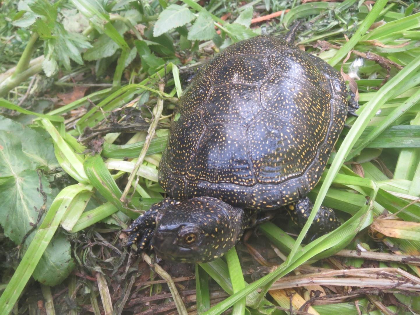 La conservación del galápago europeo en la cuenca mediterránea