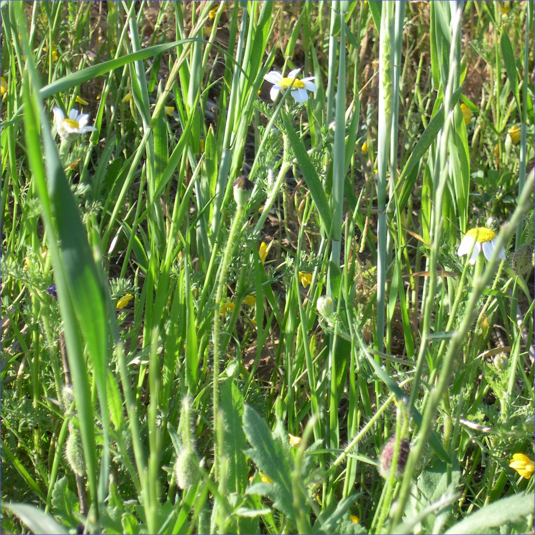 Respuestas divergentes al calentamiento global en la biodiversidad de los agroecosistemas cerealistas