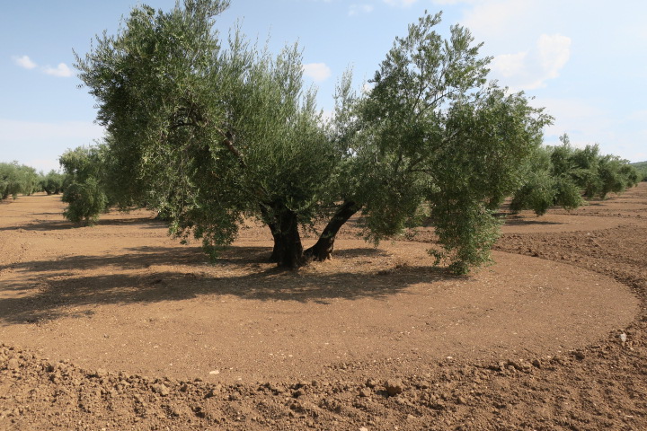 AdaptCOliva: Adaptación del cultivo del olivar a escenarios de cambio climático