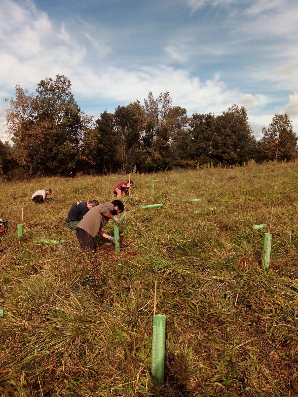 Forestería Análoga para la Restauración Ecológica de la Región Mediterránea