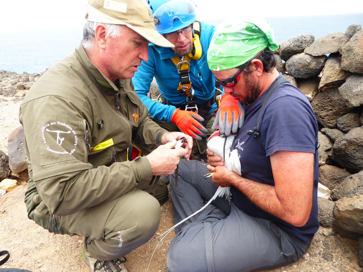 Técnicos del proyecto con un ejemplar de rabijunco etéreo.