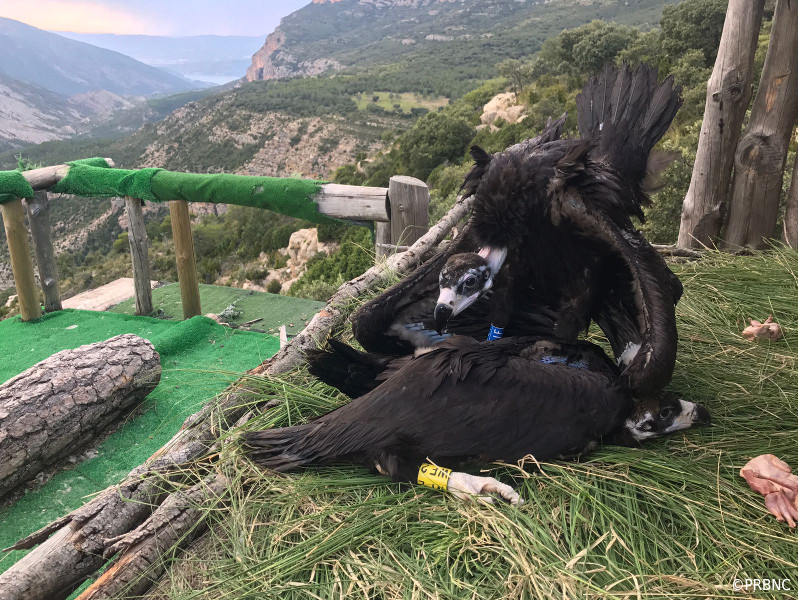 Liberación mediante hacking de dos buitres negros en Pirineos